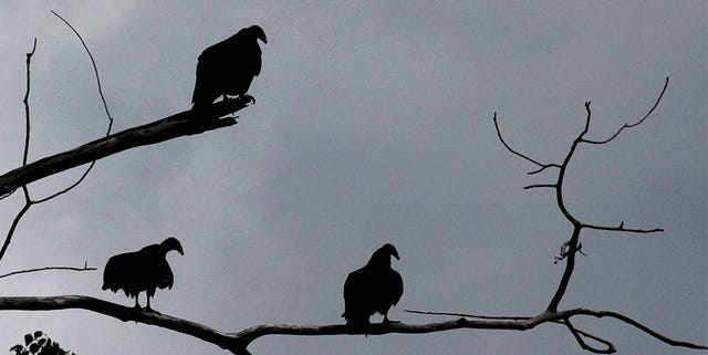 Bird, Branch, Sky, American crow, Beak, Silhouette, Crow-like bird, Rook, Twig, Crow, 