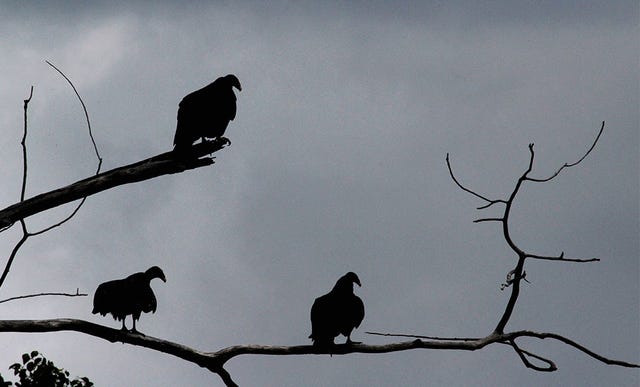Bird, Branch, Sky, American crow, Beak, Silhouette, Crow-like bird, Rook, Twig, Crow, Bird, Branch, Sky, American crow, Beak, Silhouette, Crow-like bird, Rook, Twig, Crow,