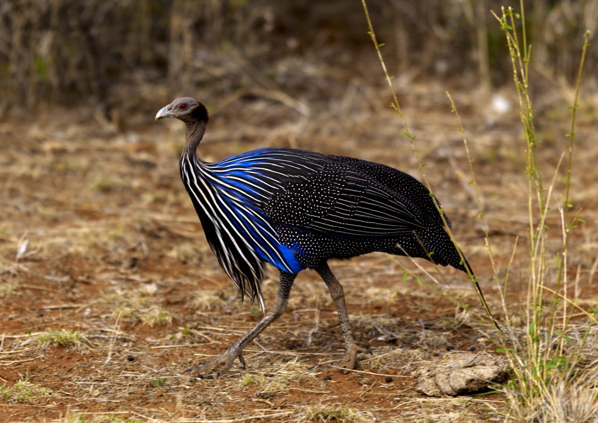 vulturine guineafowl acryllium vulturinum in kenya on july 12, 2009 