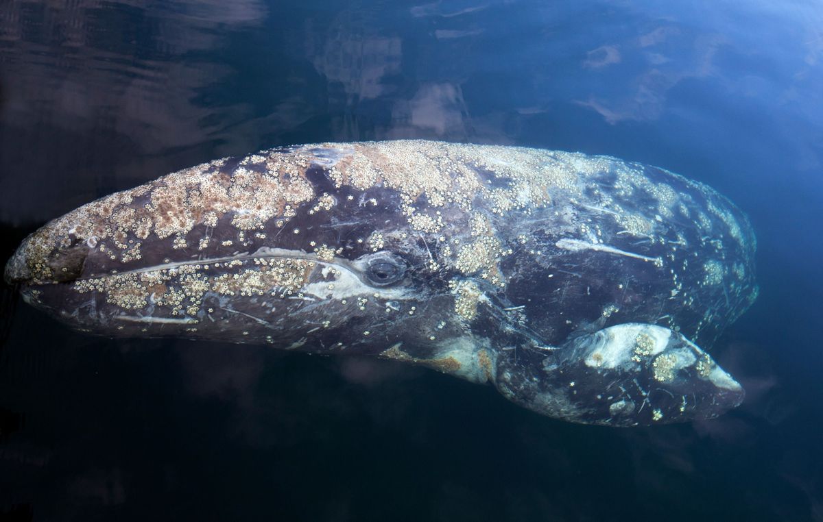 Een grijze walvis zwemt door de Prince William Sound van Alaska De soort verblijft meestal in de Stille Oceaan hoewel er onlangs waarnemingen zijn gedaan in de Atlantische Oceaan