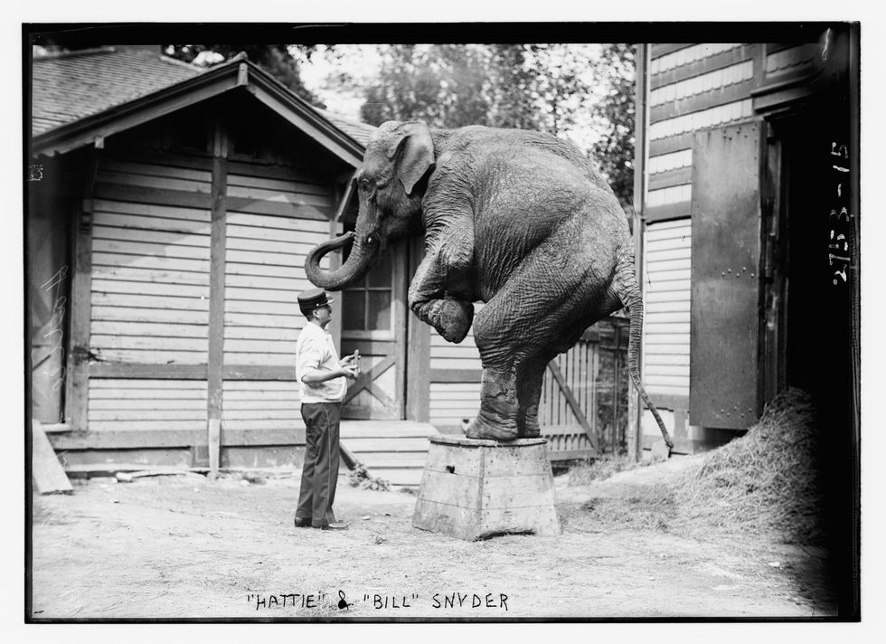 In 1996 enkele dagen na haar laatste circusoptreden overleed Hattie aan tuberculose Na de dood van verschillende spraakmakende olifanten in gevangenschap in de Verenigde Staten in het midden van de jaren 1990 werden dierenartsen zich ervan bewust dat de dieren de menselijke stam van tbc konden overdragen