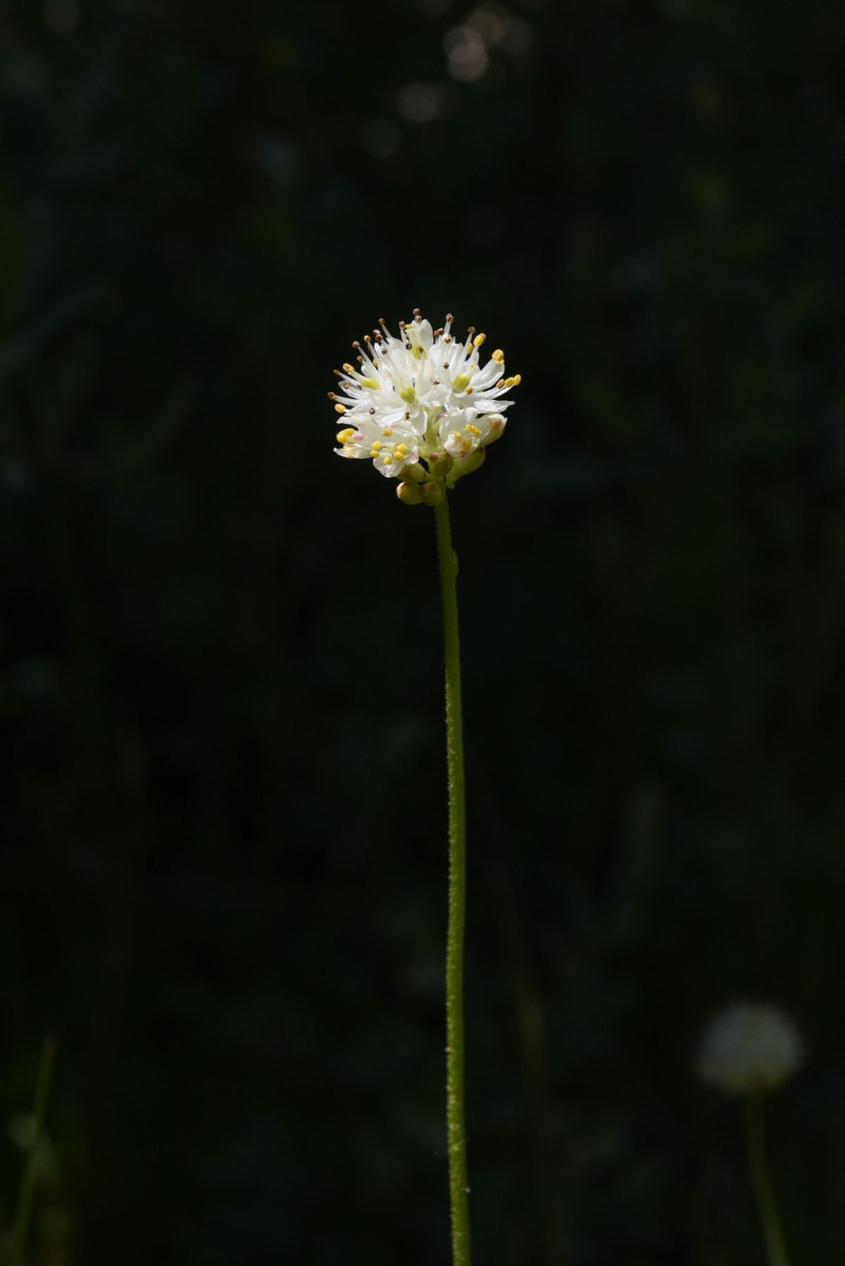 De westelijke Triantha occidentalis heeft mooie witte bloemen en haren op de stengel waarmee insecten kunnen worden gevangen en verteerd