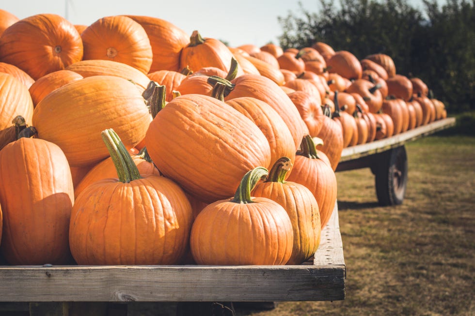 Wagons Loaded with Pumpkins Wagons Loaded with Pumpkins
