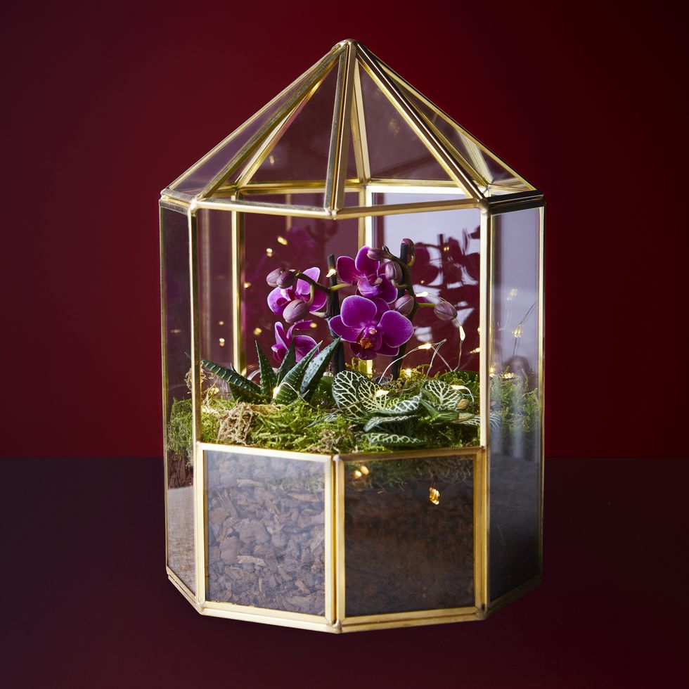Waitrose Christmas orchid terrarium