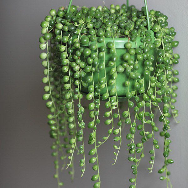 Marks & Spencer Plants - String of Pearls Plant Will Help You Achieve ...