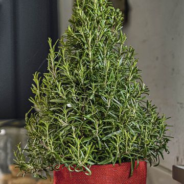 Rosemary Christmas tree, Waitrose & Partners
