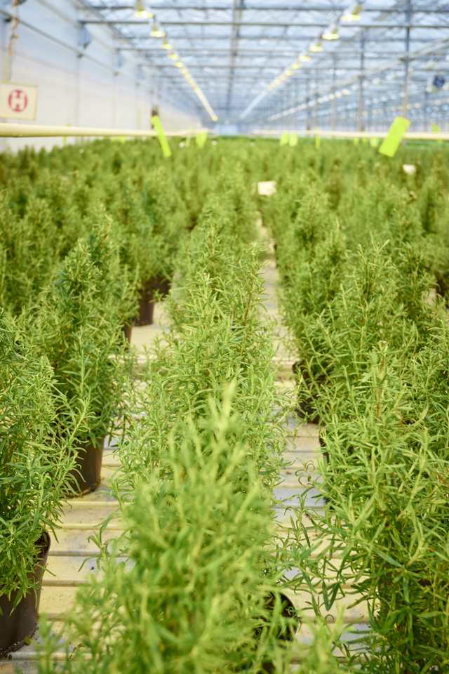 Waitrose Rosemary Christmas Trees - Mini Christmas Trees