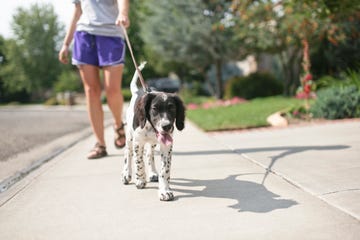 when is it too hot to walk your dog