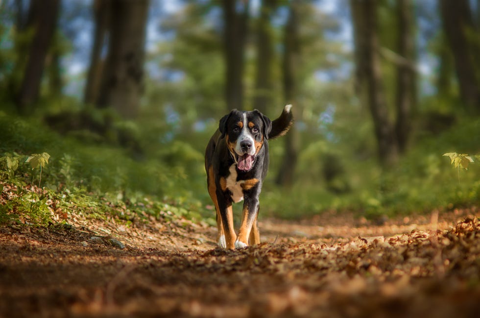 walk