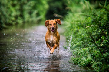los mejores consejos para sacar de paseo a tu perro con fuertes lluvias o inundaciones