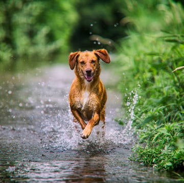 Los mejores consejos para sacar de paseo a tu perro con fuertes lluvias o inundaciones los mejores consejos para sacar de paseo a tu perro con fuertes lluvias o inundaciones