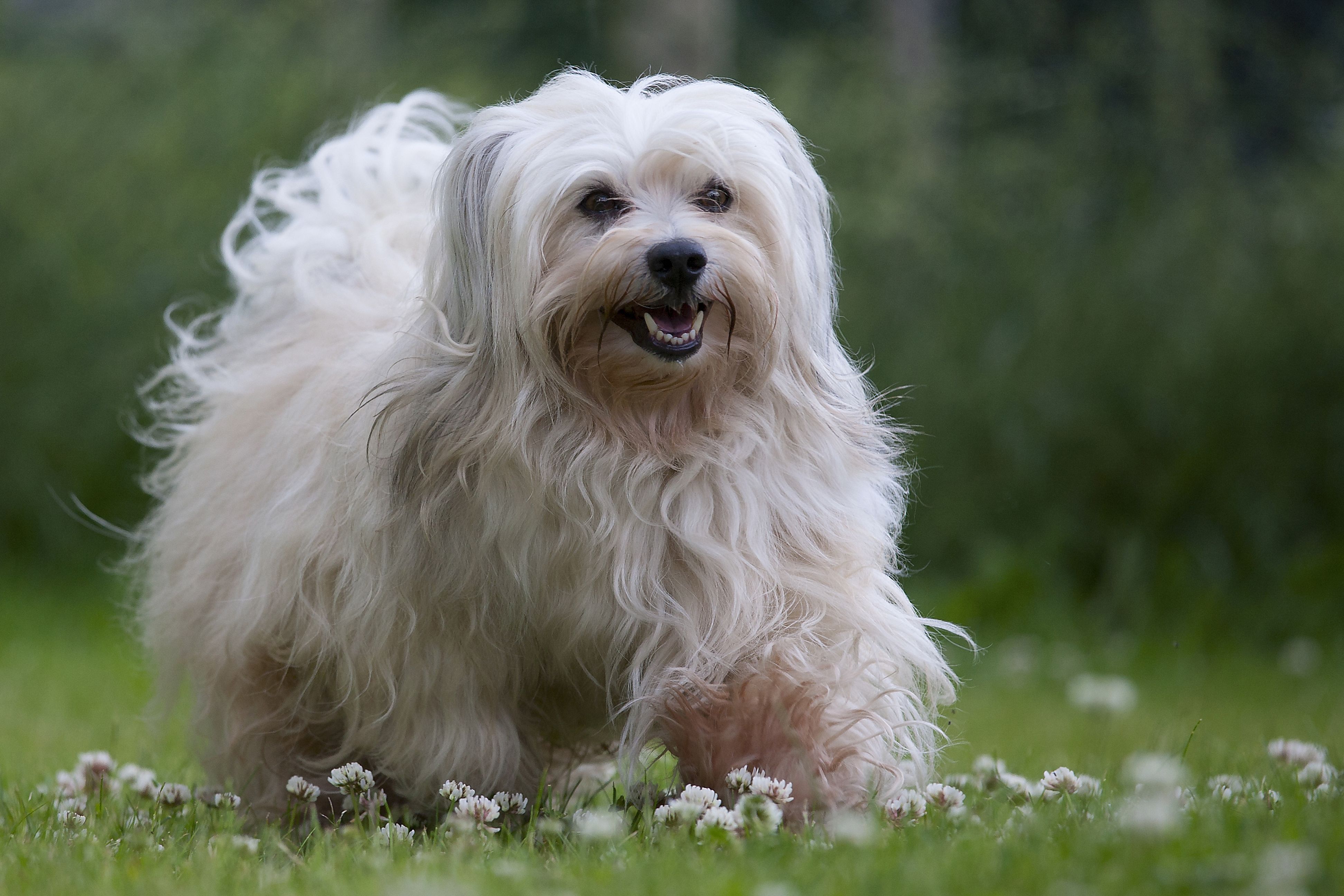 22 Best Hypoallergenic Dog Breeds That Don\'t Shed