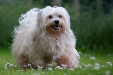 walking dog