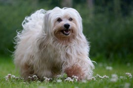 walking dog