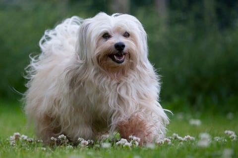 walking dog