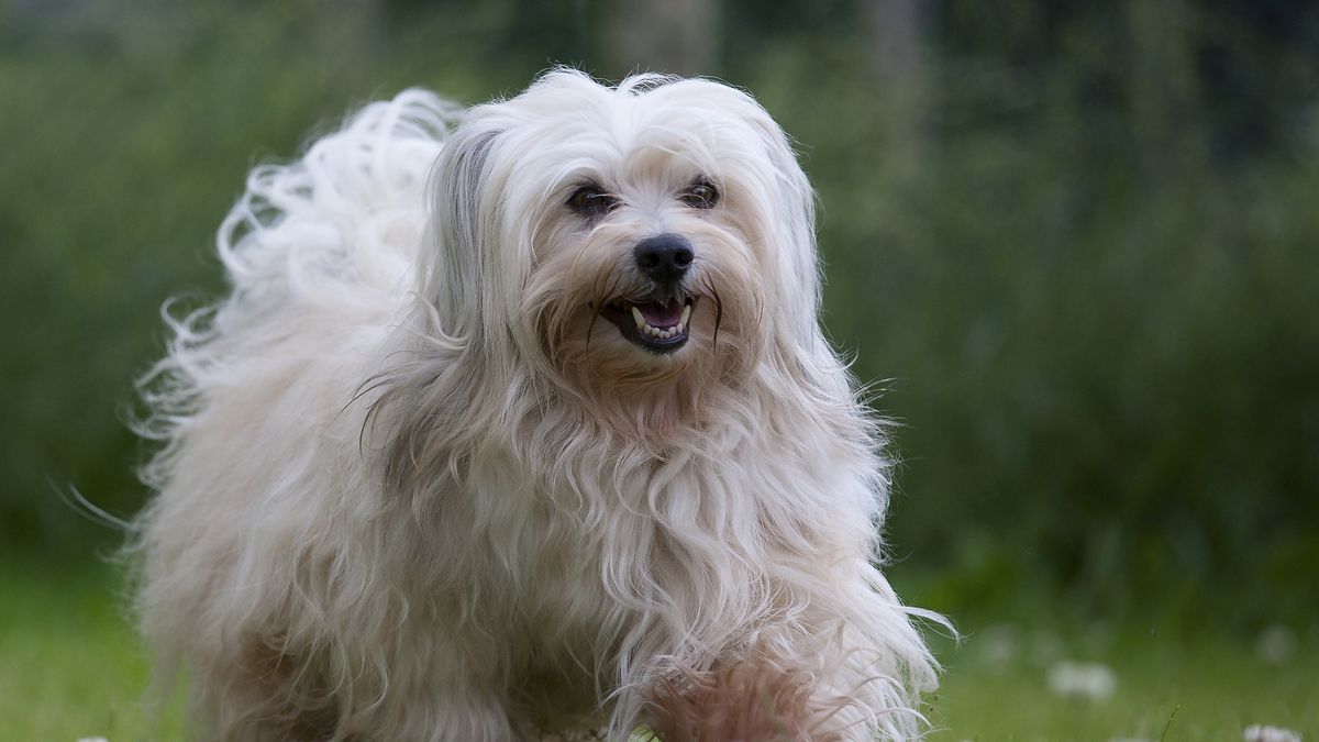 22 Best Hypoallergenic Dog Breeds That Don't Shed