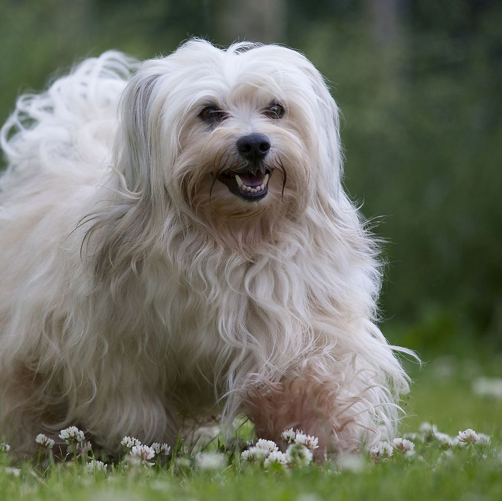 healthiest dog breeds havanese