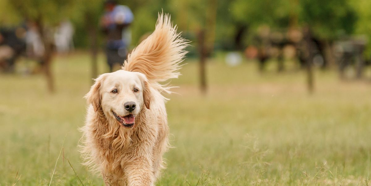 11 of the Smartest Dog Breeds You Should Know About