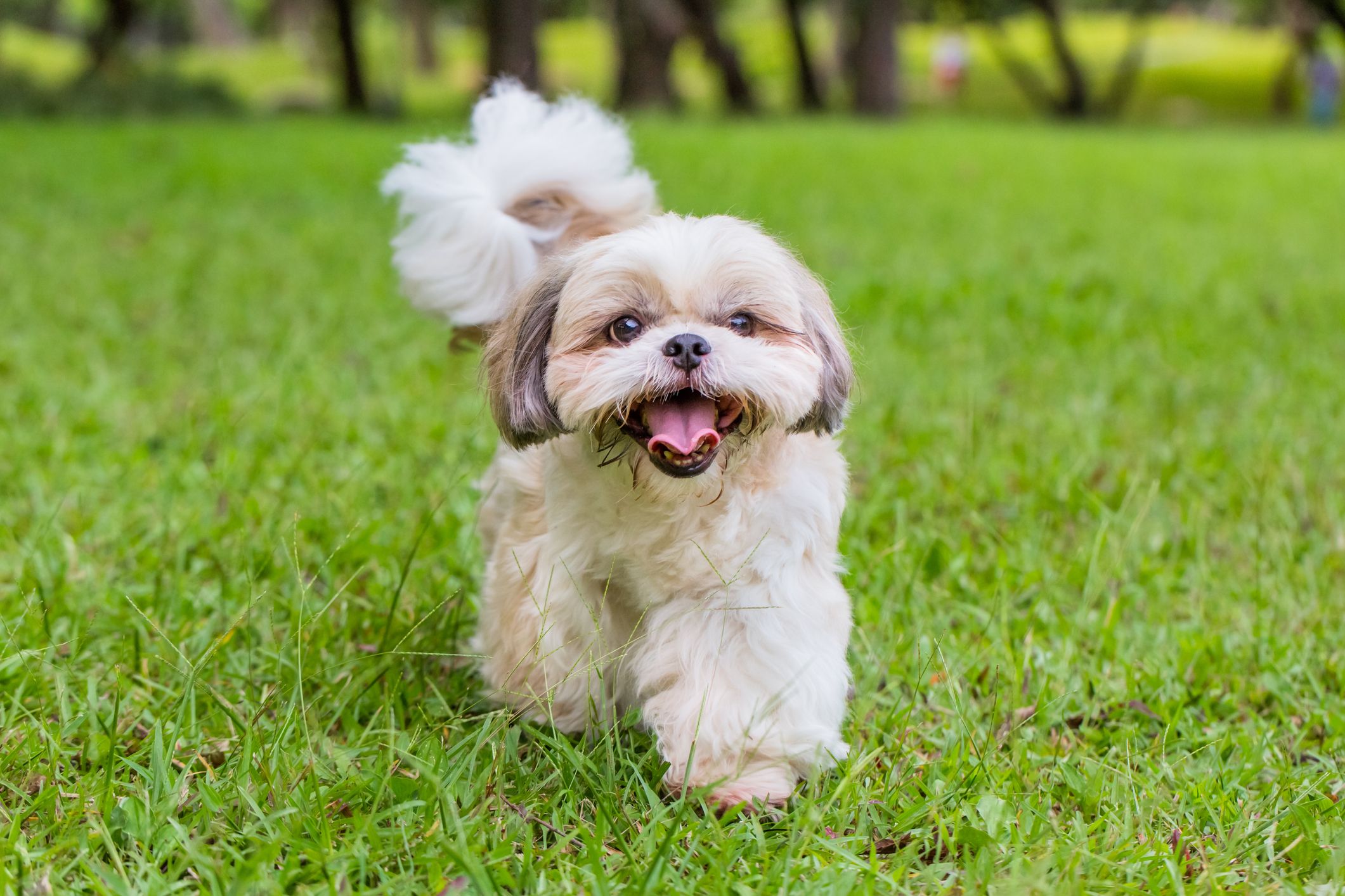 World's smallest 2024 shih tzu