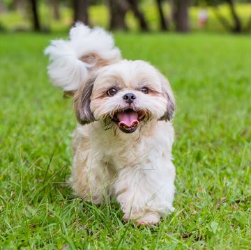 perro pequeno