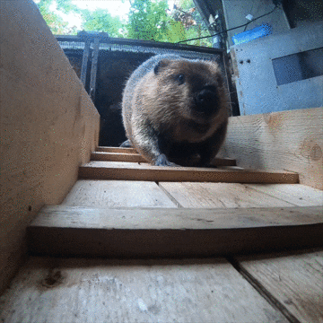 Snout, Wood, Rodent, Beaver, Fawn, Wombat, Marmot, 