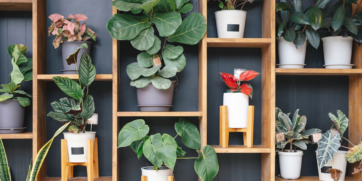 Are Fake Plants Actually Really Cool?