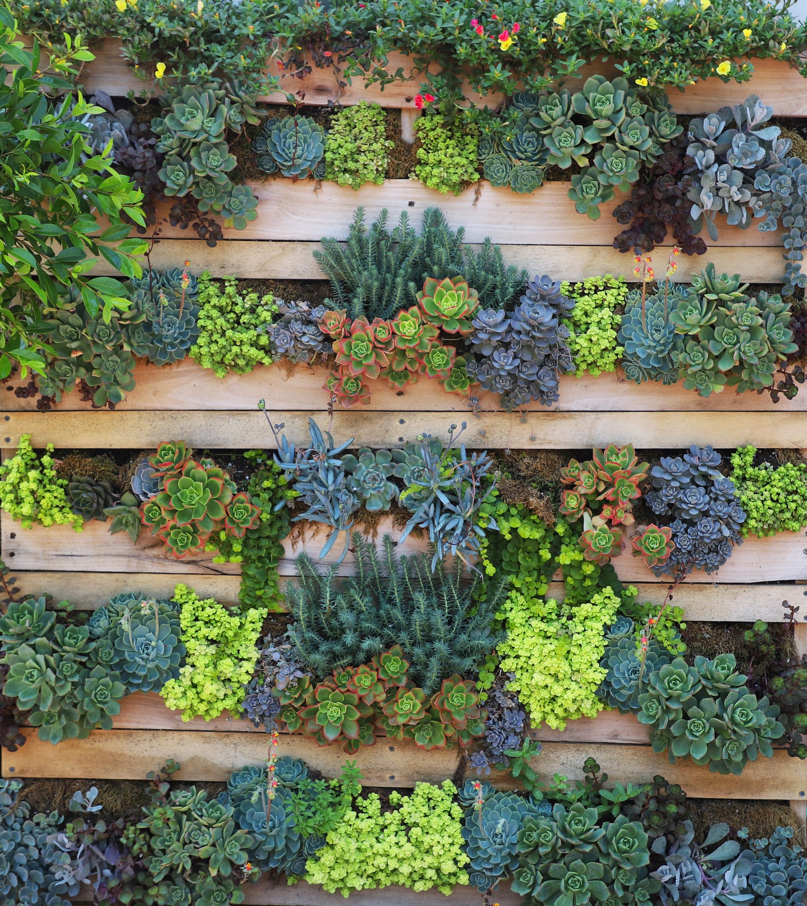 Brighten Your Home and Garden Space with These Flowering Succulents