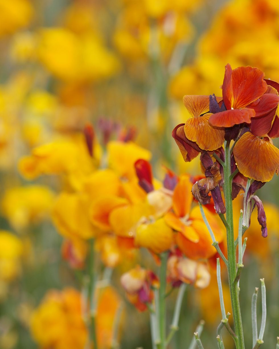 5 Early Spring Flowers that Will Dazzle Your Backyard