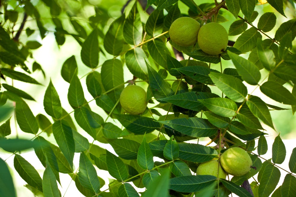 walnuts on a tree