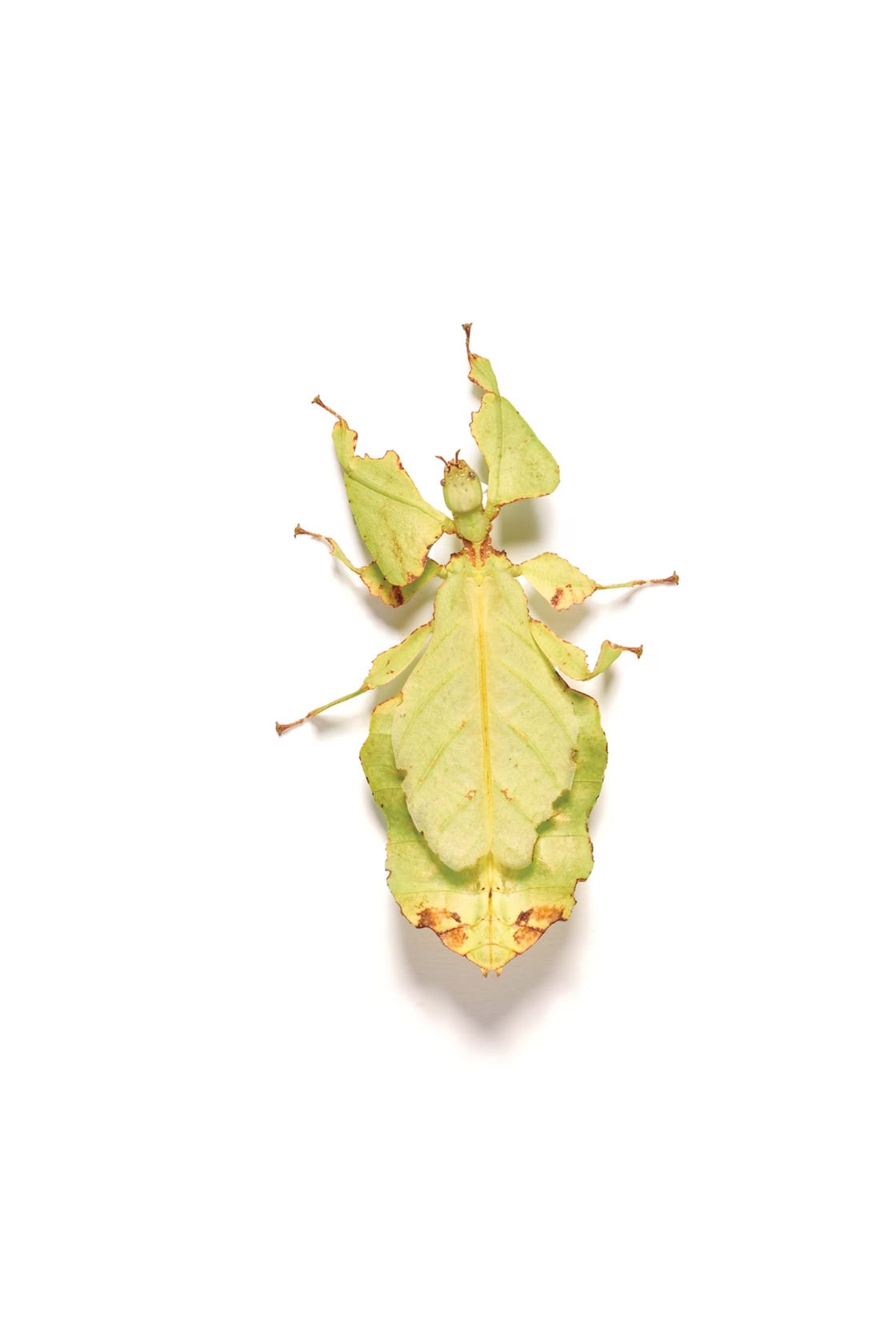 wandelende tak camouflage insecten