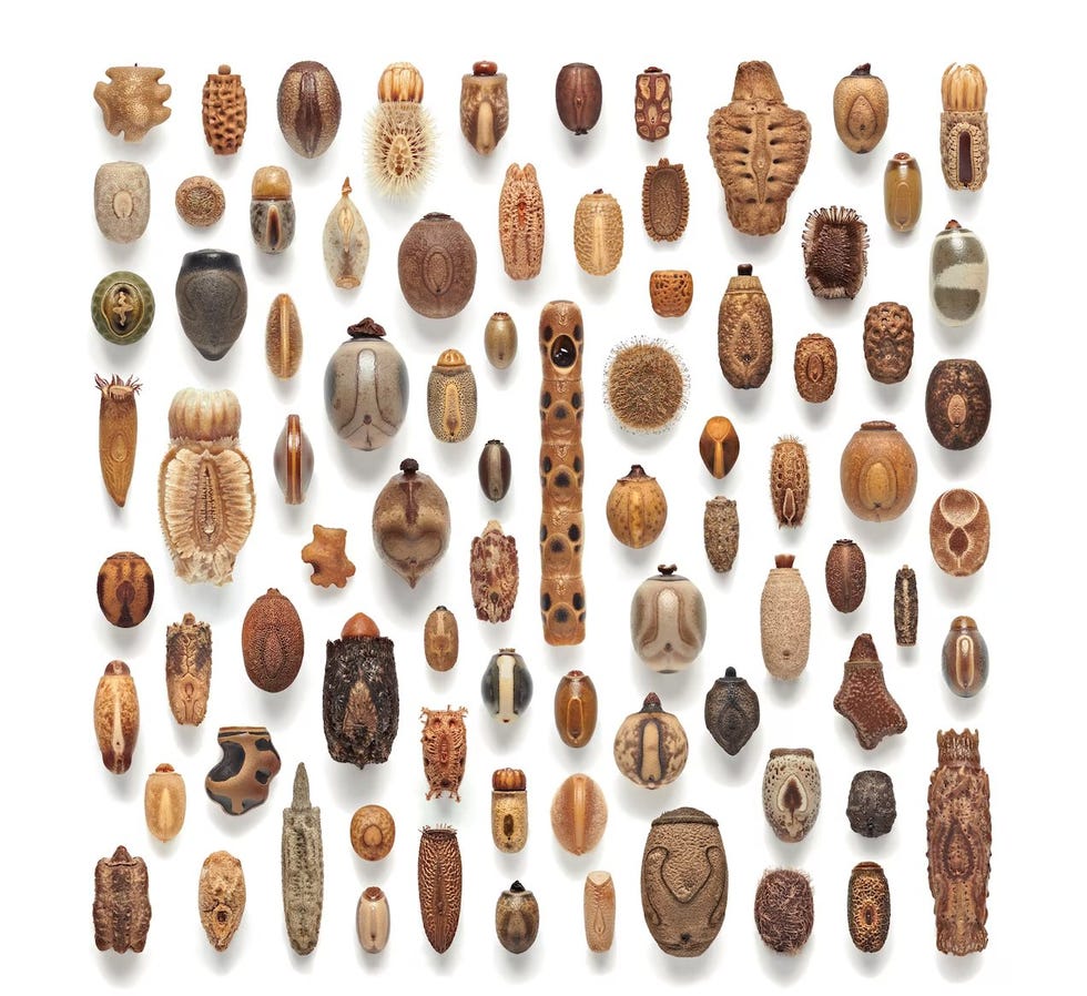 wandelende tak camouflage insecten eitjes
