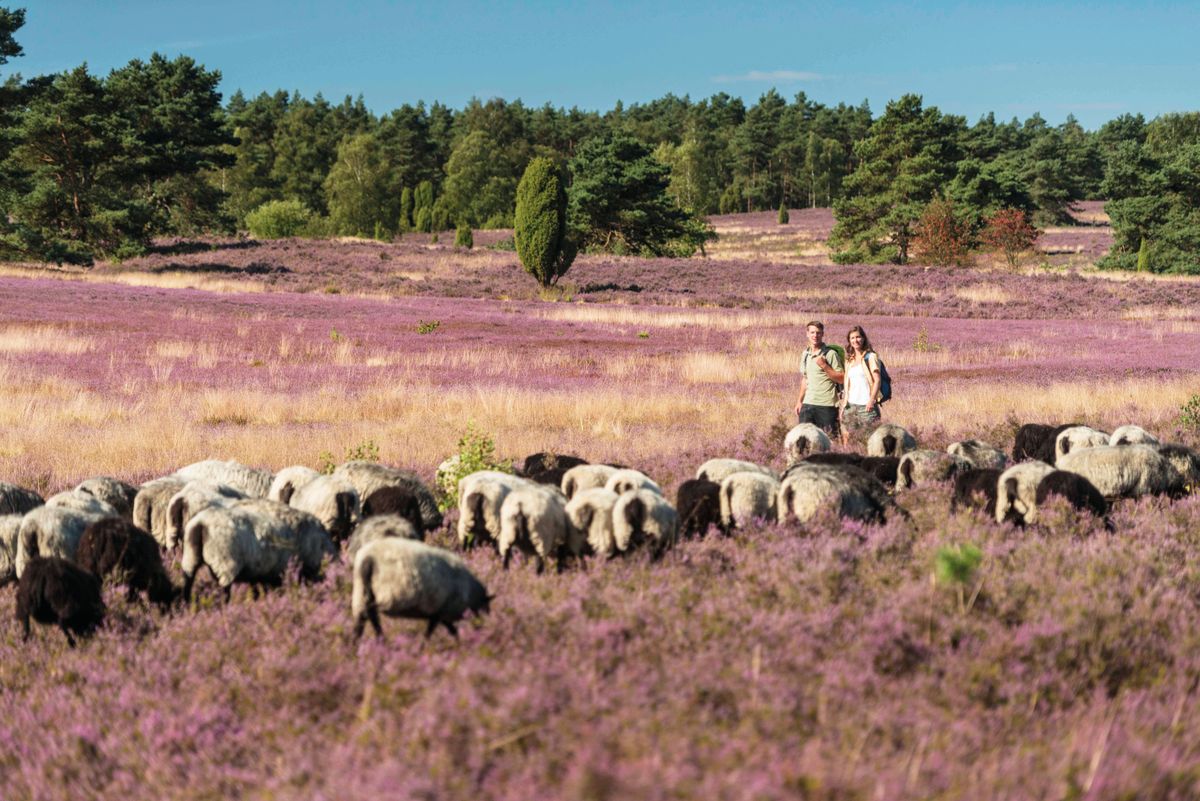 De Heidschnucke is een schapenras dat al eeuwenlang wordt gebruikt voor de beweiding van de Lneburger Heide