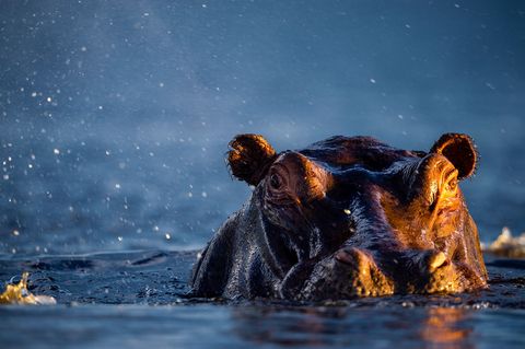 Voor nijlpaarden is het paren in het water juist eenvoudiger omdat ze door hun drijfvermogen minder zwaar zijn