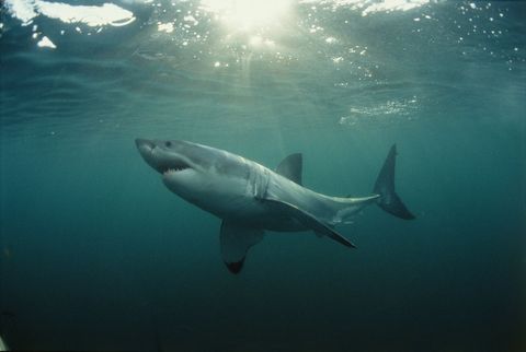 Sommige haaiensoorten zoals deze witte haai van ruim vier meter lang zijn levendbarend terwijl andere soorten eieren leggen Maar bij alle wordt het vrouwtje intern bevrucht wat betekent dat mannetjes en vrouwtjeshaaien fysiek op elkaar moeten aansluiten