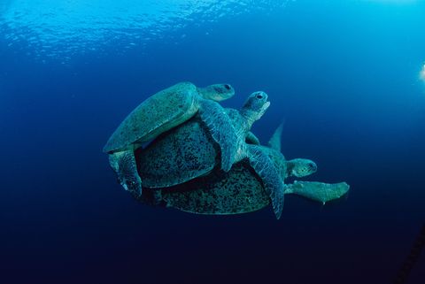 Zeeschildpadden zoals deze soepschildpadden belagen andere parende mannetjes om het vrouwtje van hun rivaal af te pakken