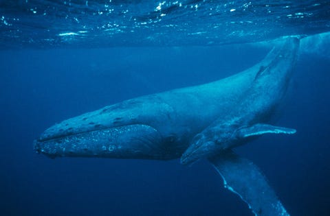 Walvissen maken deel uit van de walvisachtigen een groep van hoogst gespecialiseerde zeezoogdieren waartoe ook dolfijnen en bruinvissen behoren Walvisachtigen moeten geregeld aan de oppervlakte komen om lucht te happen dus paren ze onder water meestal erg snel Op de foto een bultrugmoeder met haar kalf voor de kust van Maui Hawa