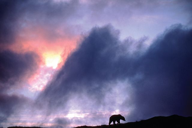 war on grizzly bears, doug peacock, a grizzly bear silhouetted by sunset in denali national park, alaska