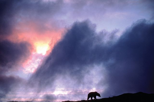 war on grizzly bears, doug peacock, a grizzly bear silhouetted by sunset in denali national park, alaska