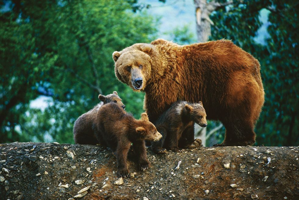 war on grizzly bears, doug peacock, a mother grizzly bear looks over her shoulder as her cubs sit at her feet they have been rummaging at a local dump