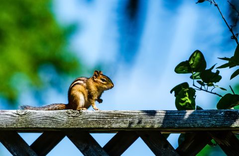 wary chipmunk standing on a fence rail in the sunlight, with a blurred blue background