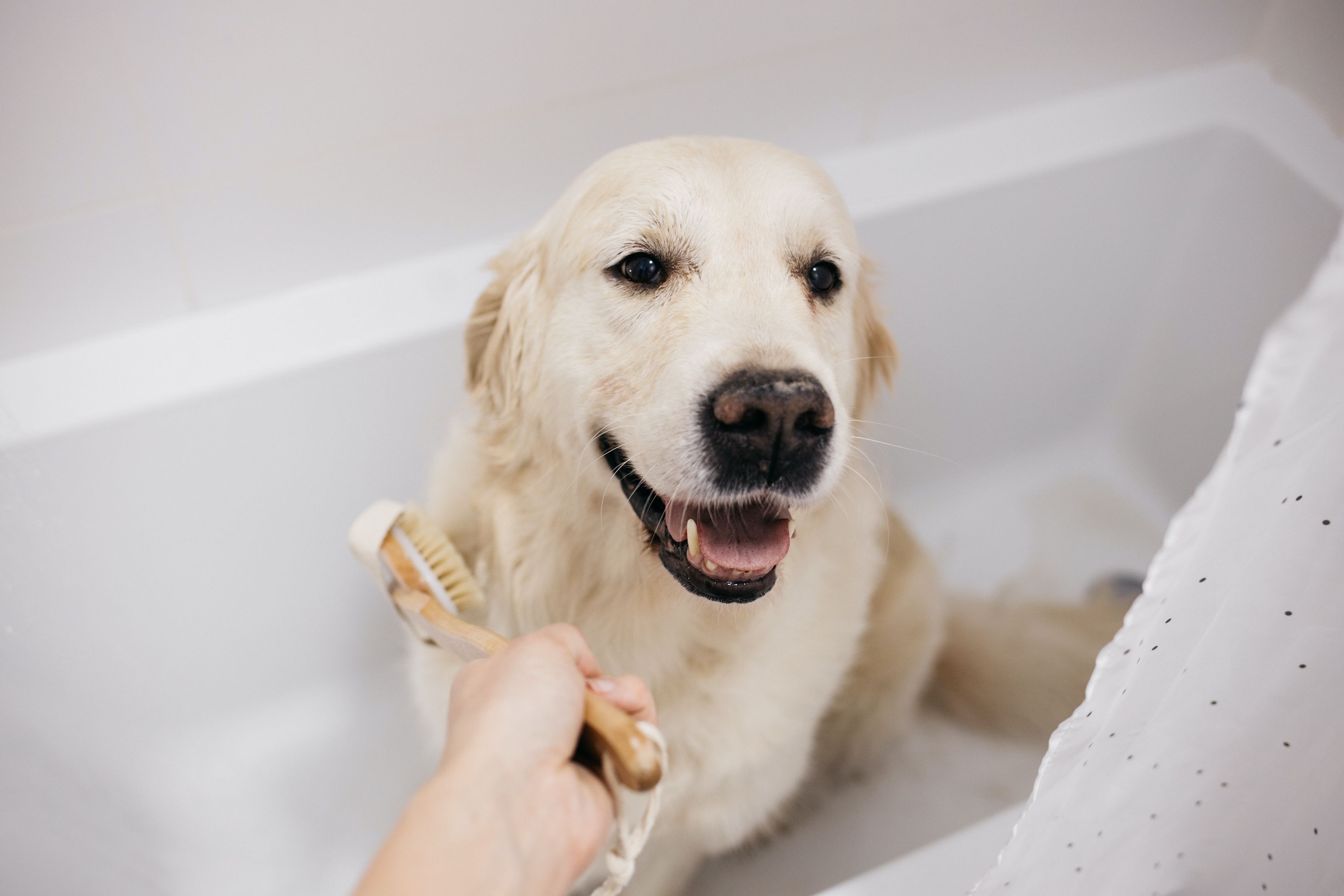 how often should you give a dog a bath in the winter