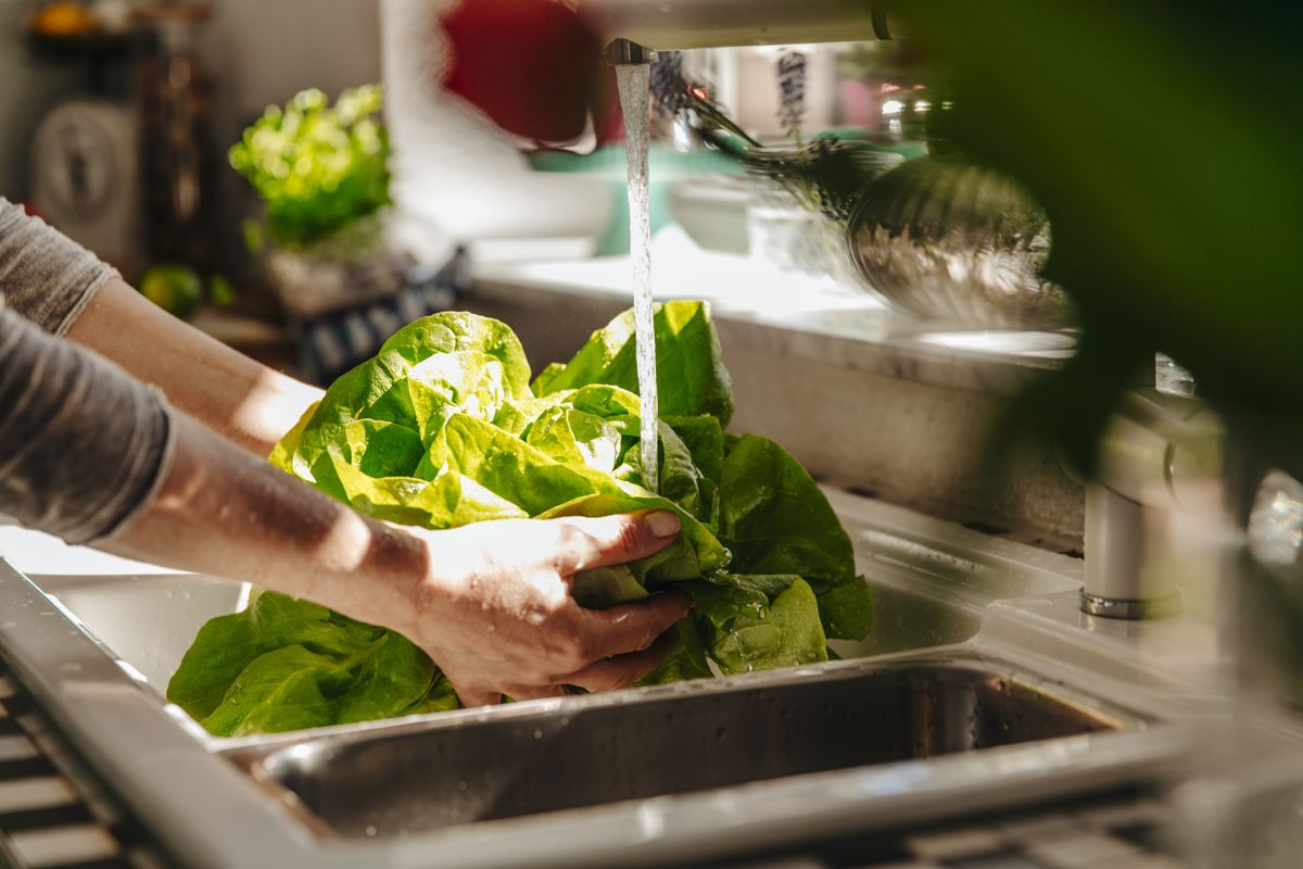 Washing lettuce in kitchen