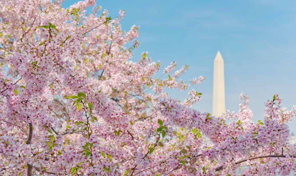USA, Washington DC, Cherry blossom with Washington Monument in background