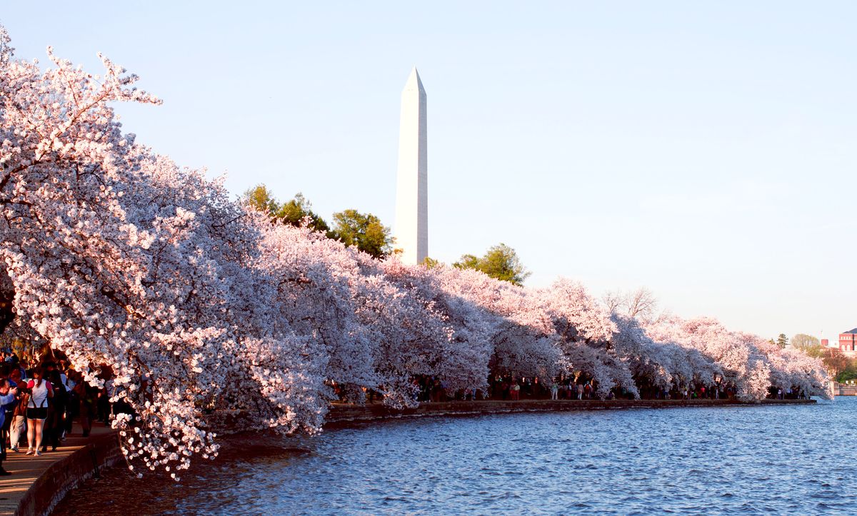 cherry blossom with washington monument