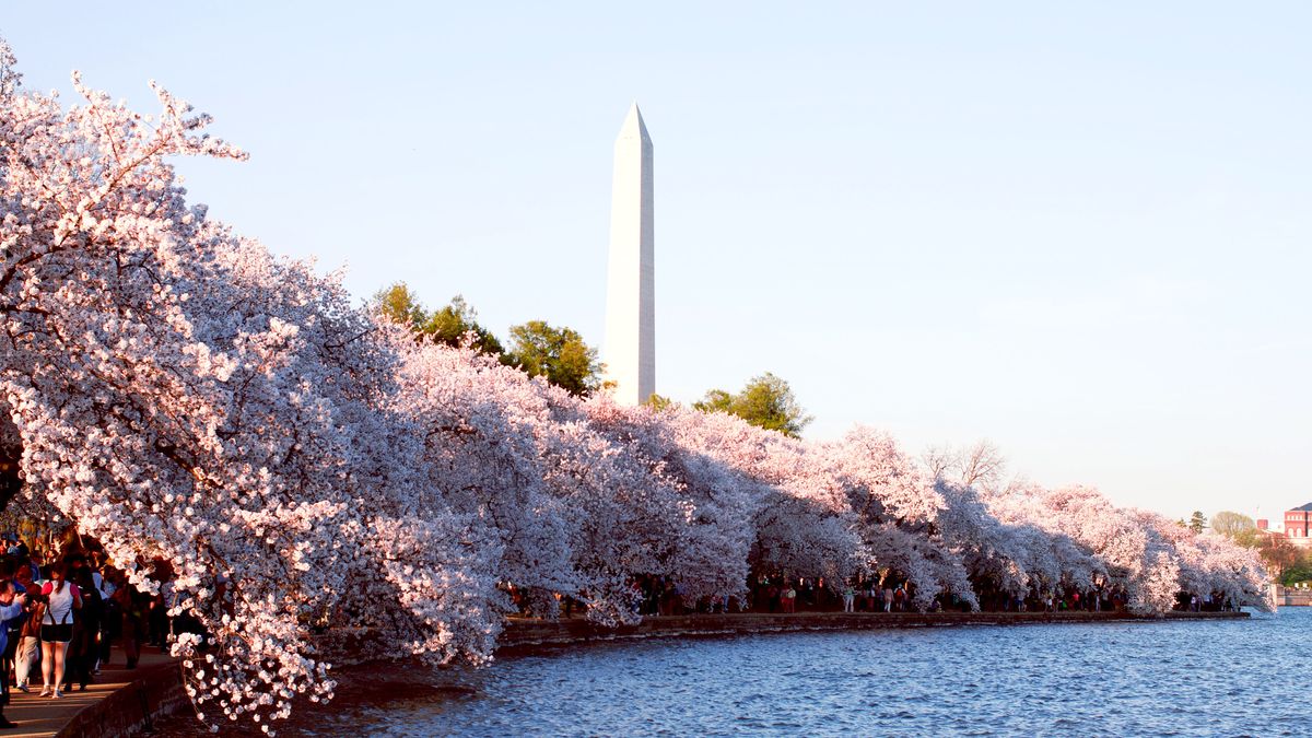 The National Cherry Blossom Festival Is Offering Virtual Options for
