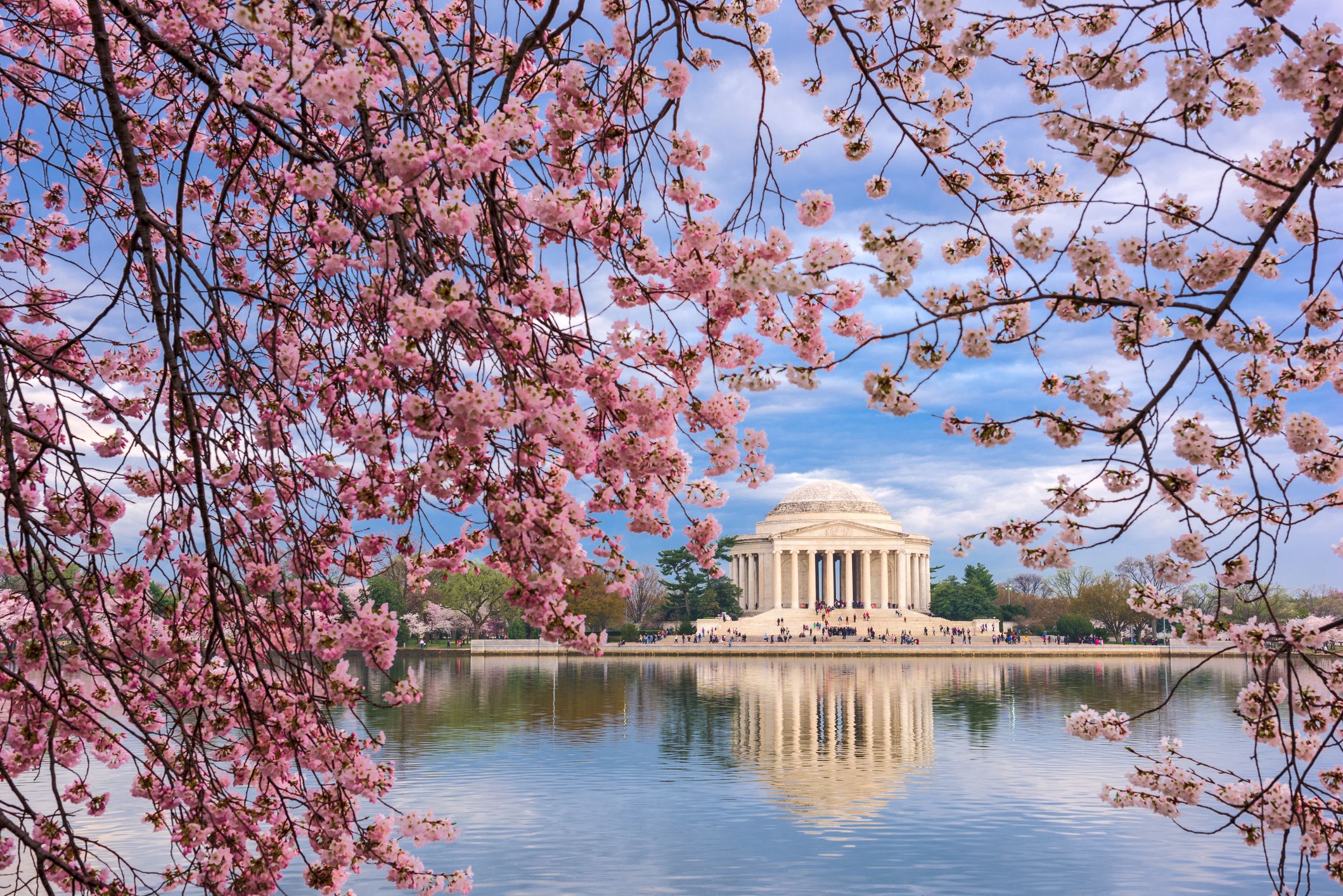 2019 National Cherry Blossom Festival in Washington DC