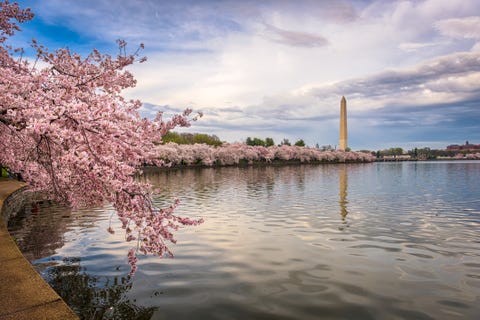 Cherry Blossom Facts - 9 Things to Know About Cherry Blossom Trees