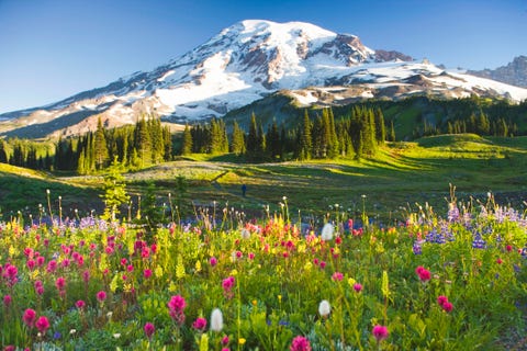 usa, washington, mt rainier national park, wildflowers and hiker