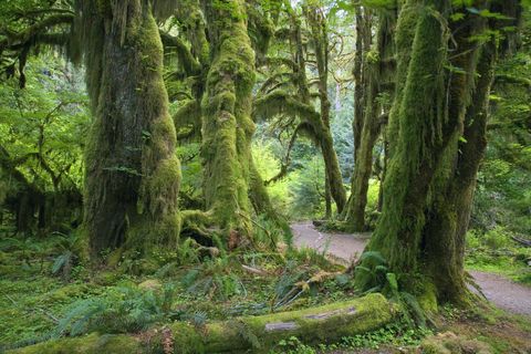 olympic national park