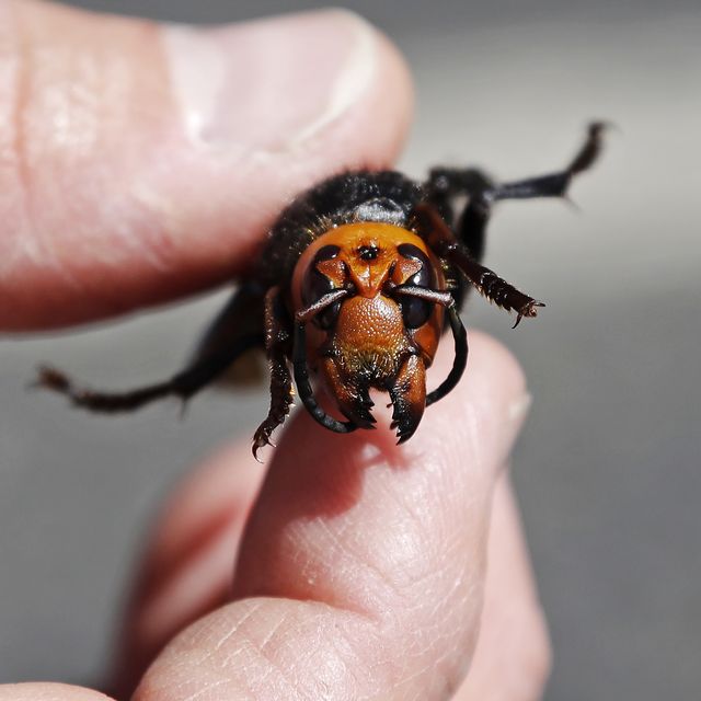 us science asian hornets